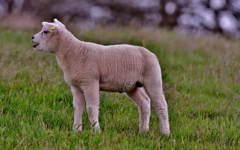 1000个女生告诉你：谈恋爱多久咩咩咩最合适？