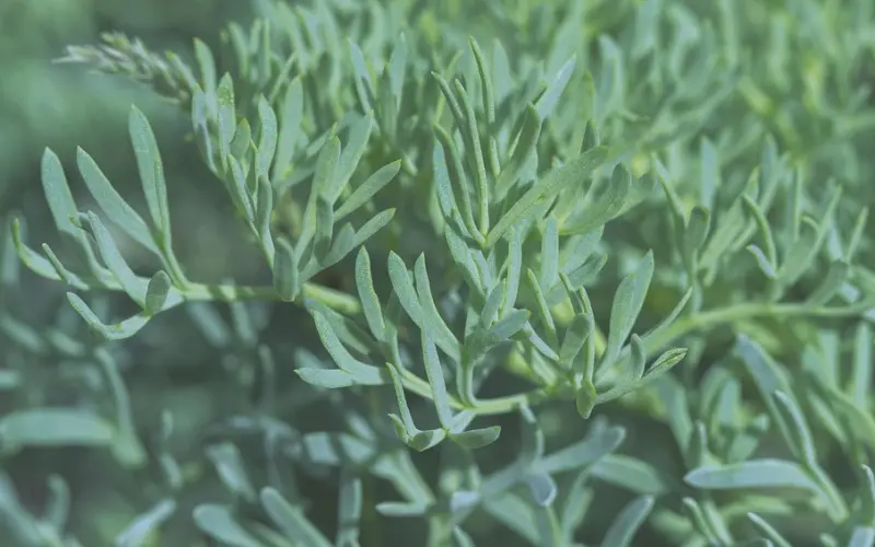 10万罚款——「全民情敌 · 64章」