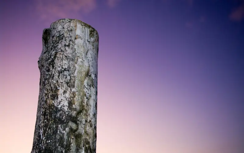 40岁大姐假扮90后，欺骗男子真挚情感