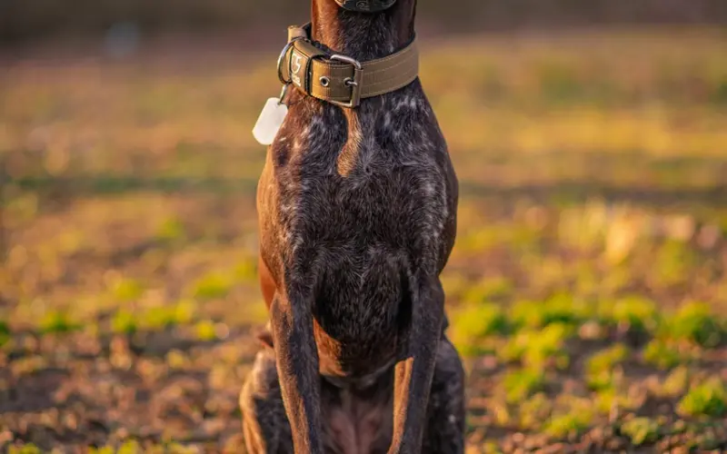 女pua把男人当狗，一月狂骗700万！绿你还和你讲道理