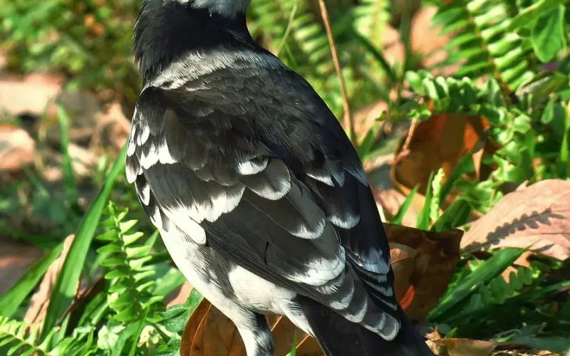 男人彻底拉黑你所有联系方式，怎么挽回内在理性型男友（下篇） ... ... ... ...