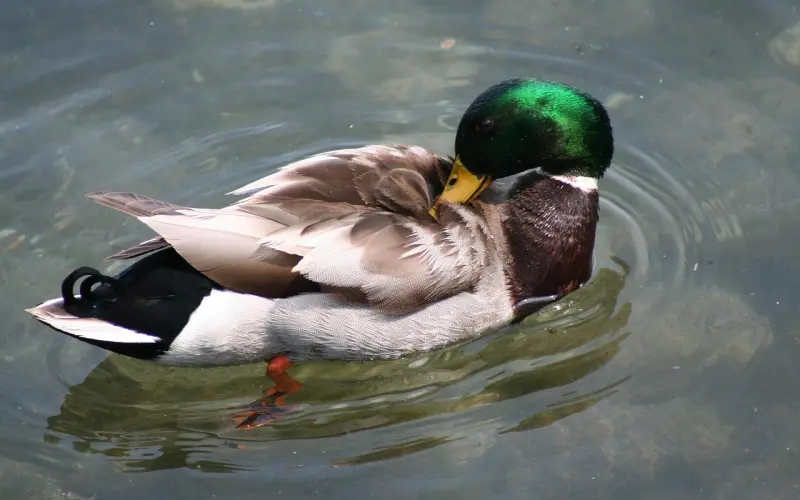 有钱有事业的大叔VS平淡无奇的男友，该选谁