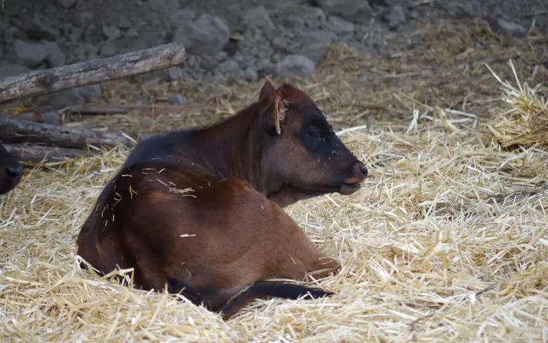 一富婆送穷男人一头牛，一年后却在他家看到.....