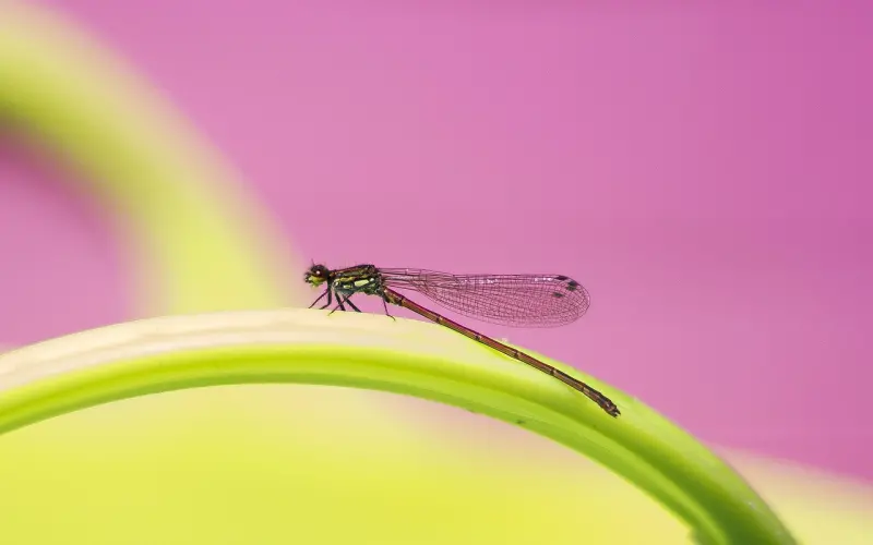 少年娘则中国娘——浓妆艳抹的男人算什么男人？！