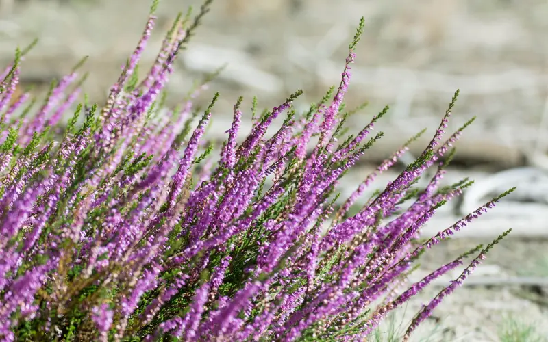 女人对你“动了真情”，才会有这样“暗示性”的表现！