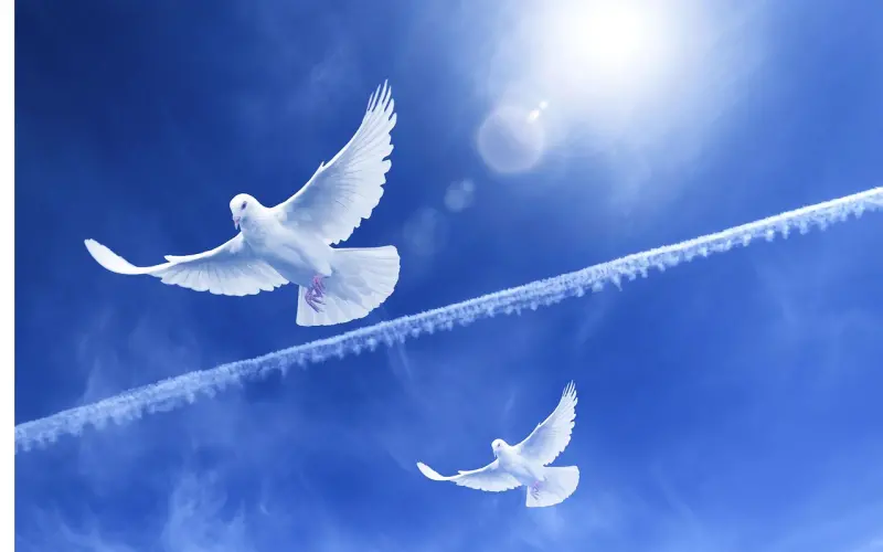 绝对高超挽回双子座：他标榜希望自由？教你这样顺着挽回！