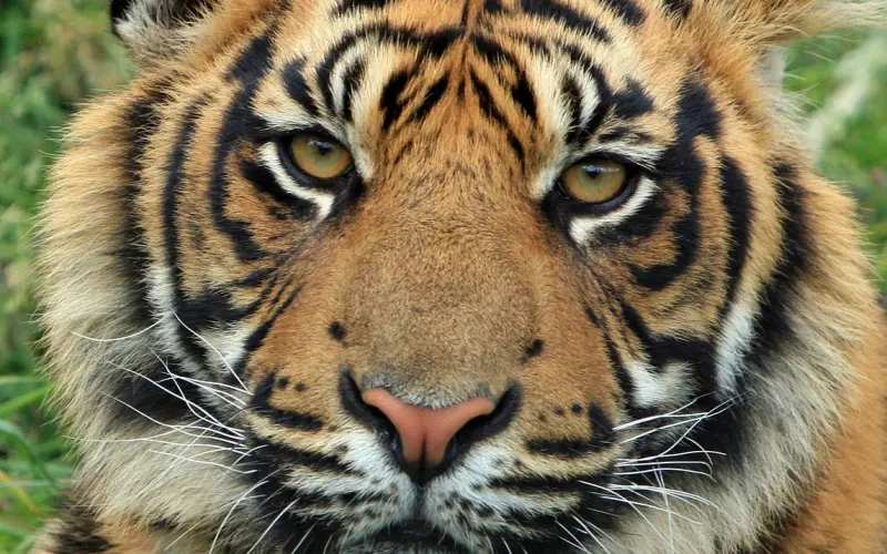 分手后，挽回前任不能马马虎虎，做好这点可以说是重中之重