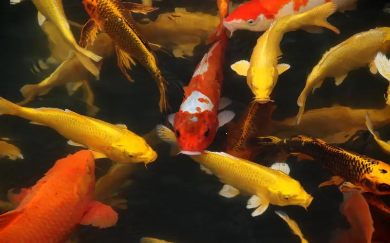 谈了那么久恋爱，你会吵架吗？