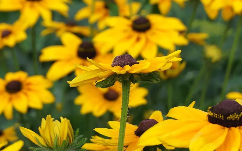 和老公离婚之后多次找他复婚，他都不愿意，我该怎么办