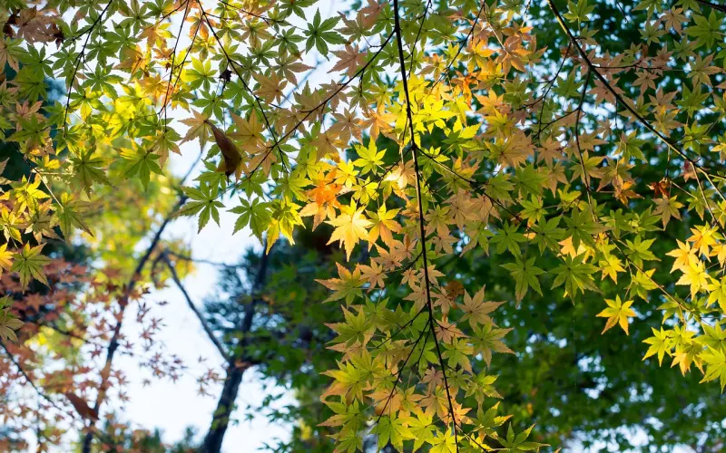 女朋友和我分手之后，我非常想念她，有什么办法可以和他复合