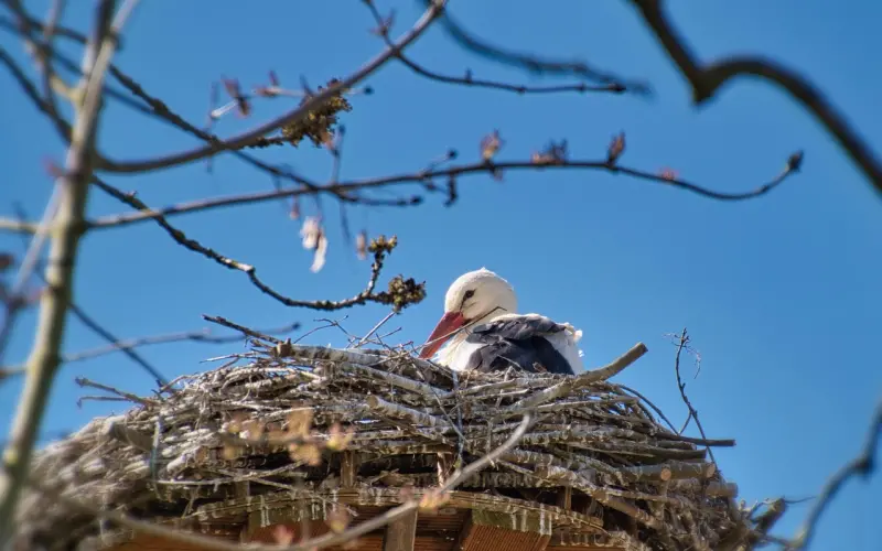 想了想，它就叫“浪巢”吧！——「全民情敌 · 48章」