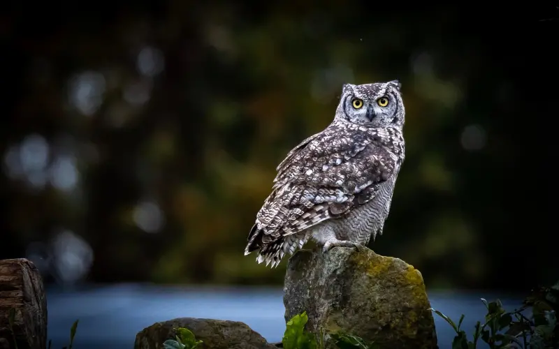 做了三年备胎，你都还不知道这是一只绿茶婊？