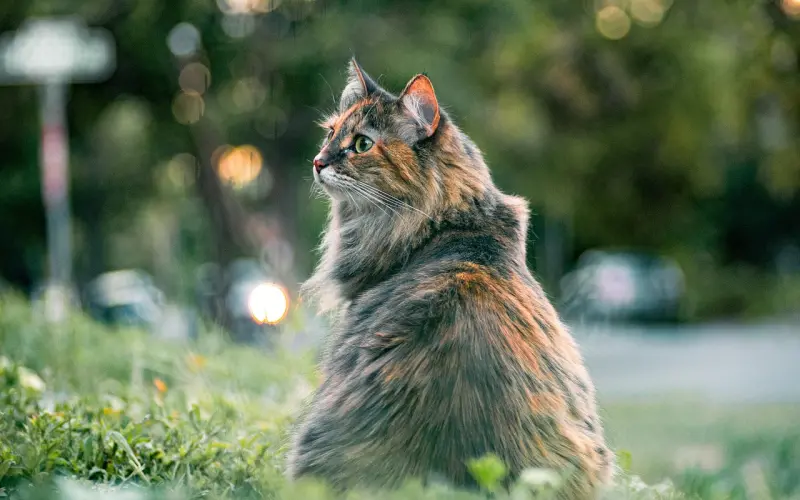 表白被拒绝之后，女生为什么还要和你做朋友？