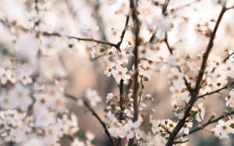 百般算计，不如一颗单纯的心（深度）