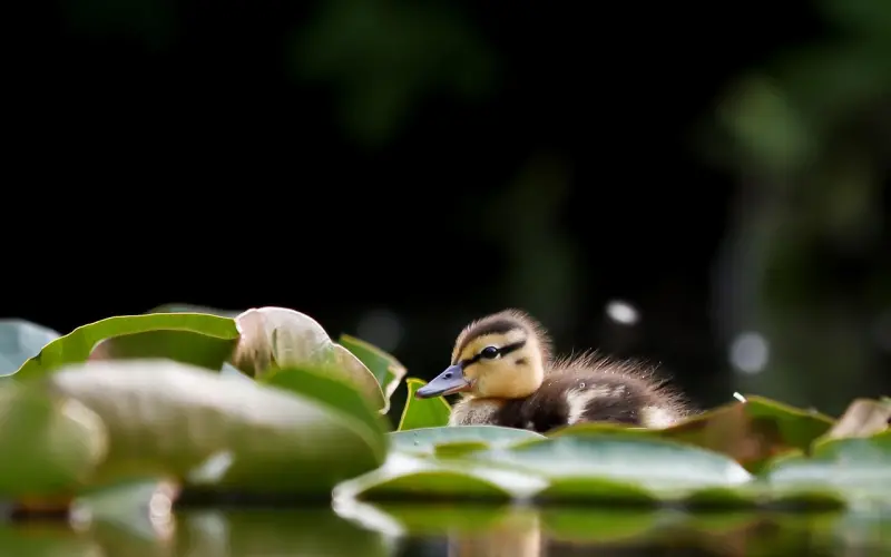 女汉子嫁人不完全指南！