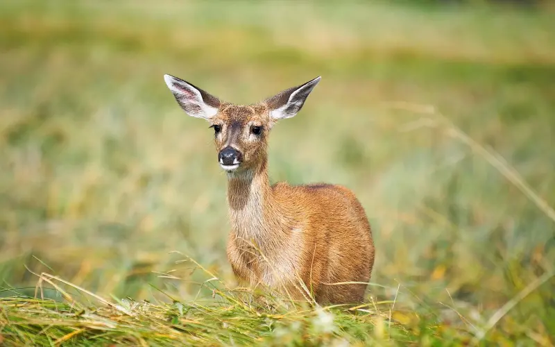 讨好道歉宠爱她仍绝情分手，一招让她主动挽回你