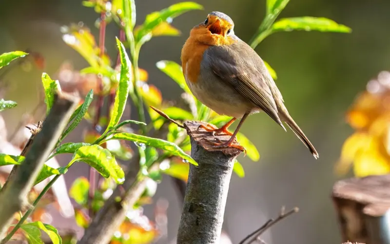 同性恋都是被掰弯的么？