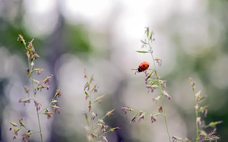 在吗…在吗…在吗…在吗…