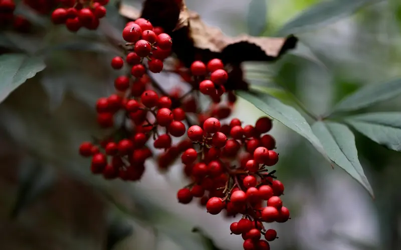 【百合网】各国婚姻实况：中国——感谢丈母娘督促之恩