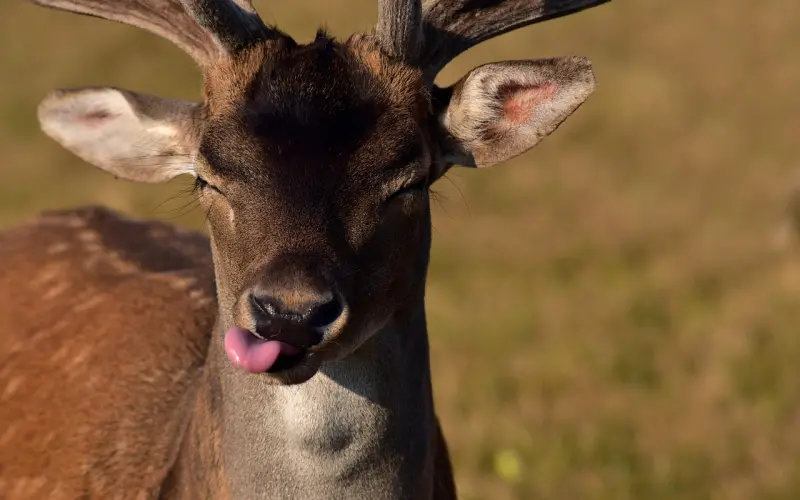 因为你不短，所以我不喜欢
