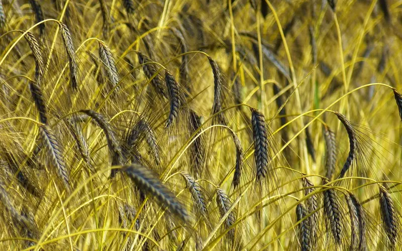 分合多次、异地恋挽回、分手后怀孕