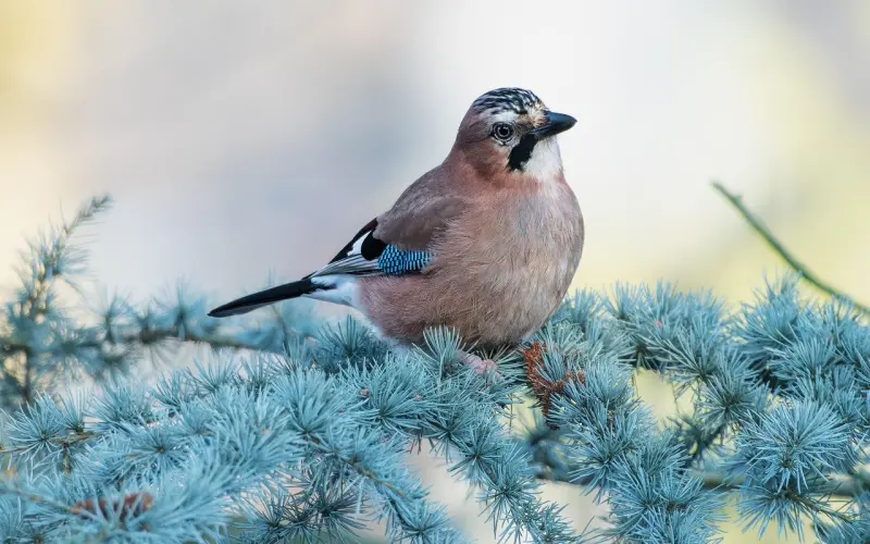 燃心直播异地恋挽回历程记录（4）