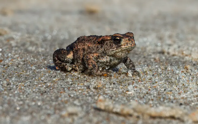 异地恋分手了还能不能挽回？这些决定了你能不能挽回
