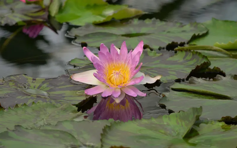 冲动分手还能挽回吗?花镇情感咨询师为你支招