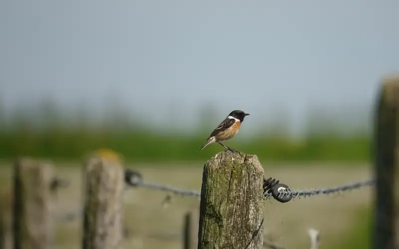 聊|第一次该怎么亲吻女生才不会被咬？