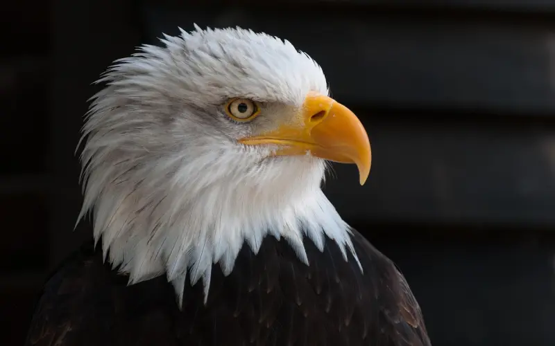 这样聊骚可以让你挽回爱情，你做过吗？