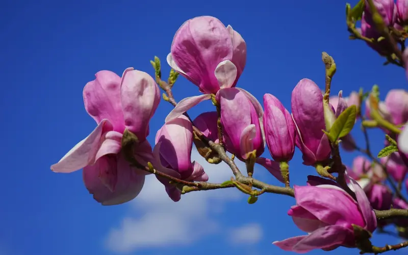 微信这样聊，妹子红着脸，天天想你