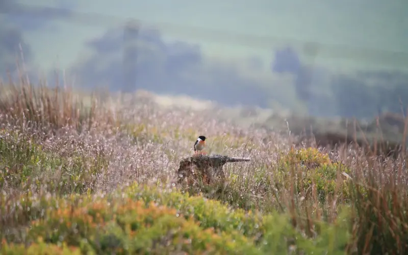 微信这样聊，女神主动说“我们可以试试”