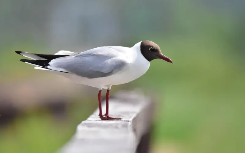 和女生聊天：千万别让你的嘴，拖了你幸福的后腿