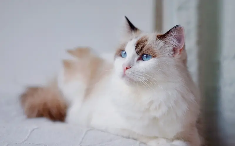 陈翔毛晓彤：分手应该体面