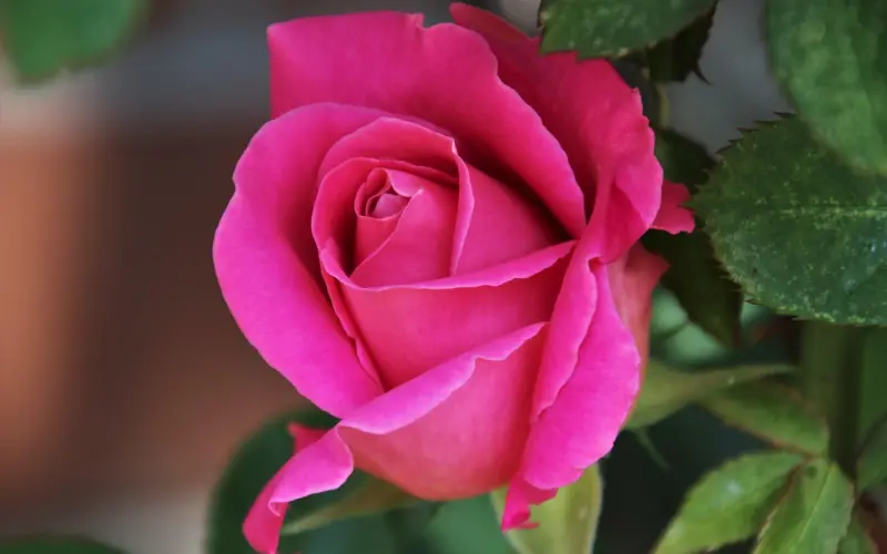 冷爱：谈一场不分手的恋爱