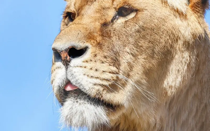 漫画版《新喜剧之王》：为什么你总是轻易相信别人？