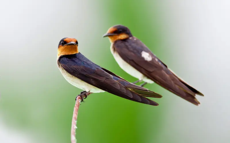 坦白不是因为我诚实，而是因为你安全