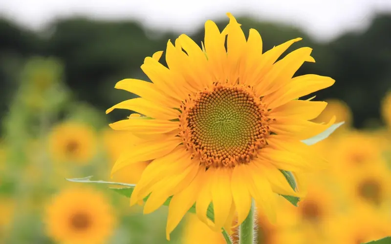 正确处理异地恋，让你跑赢时差打败距离