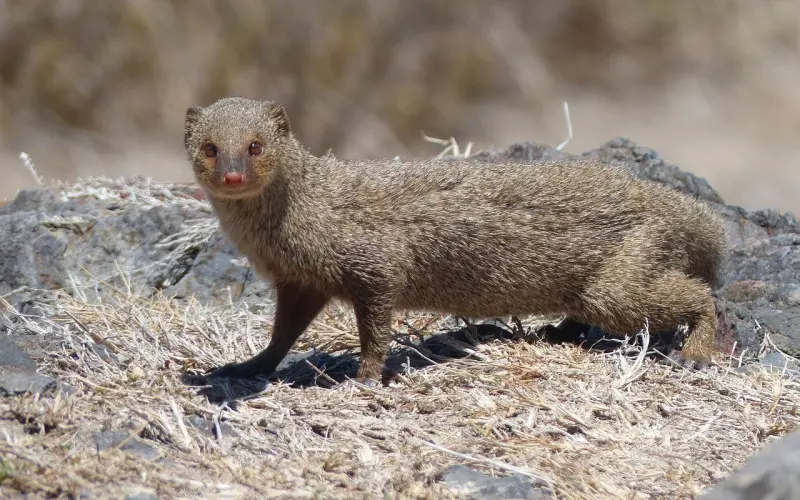 互相亲吻过这个地方的情侣，才算是真爱，感情会更长久！