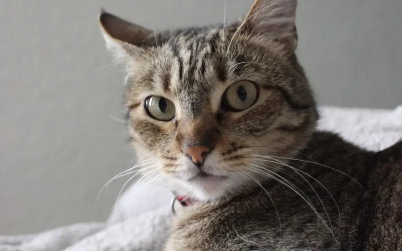 她突然绝情分手？这样做让她主动回头追着你