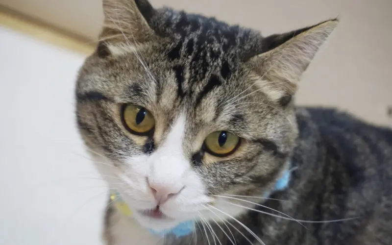 离异男和初恋女：这样的爱情，是不是早点分比较好？