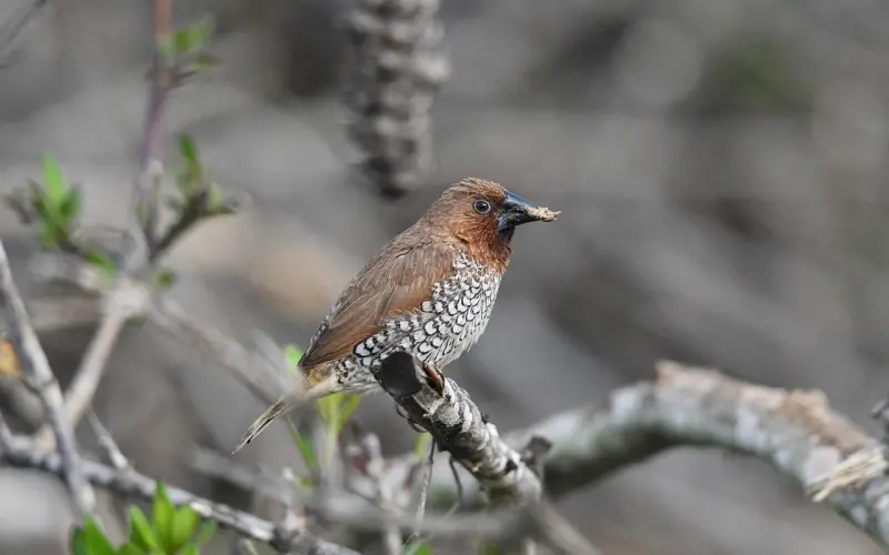 男人都会介意女人胸小吗？
