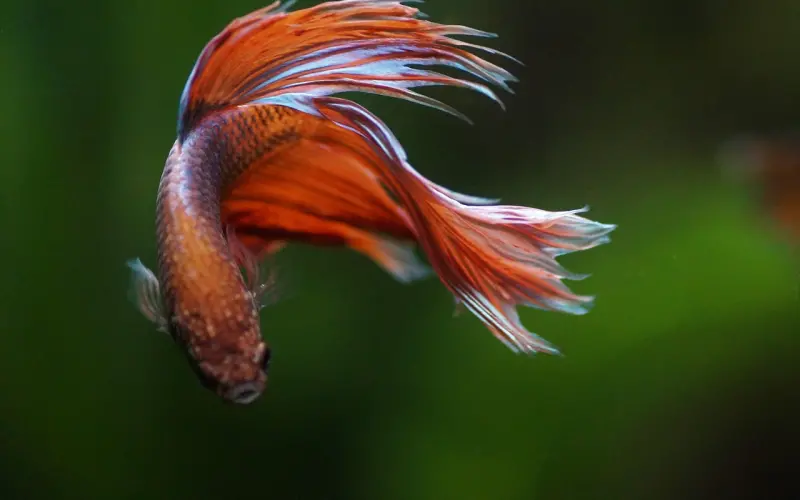 挽回男友你是否也觉得无从下手