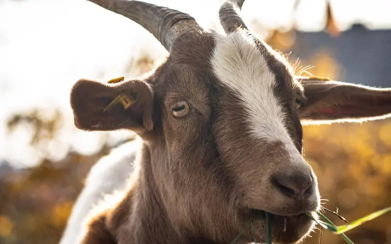真的想表白吗--教你一定能够表白成功的方法