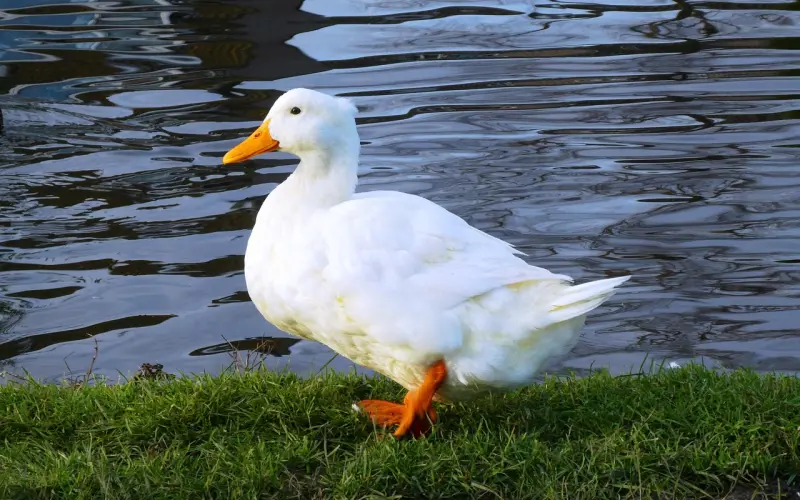 他是喜欢你，还是喜欢睡你？