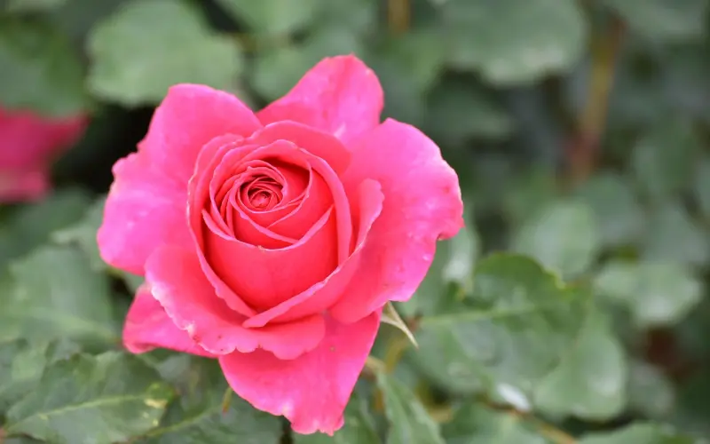 做好这件事，比极力挽回更有用！