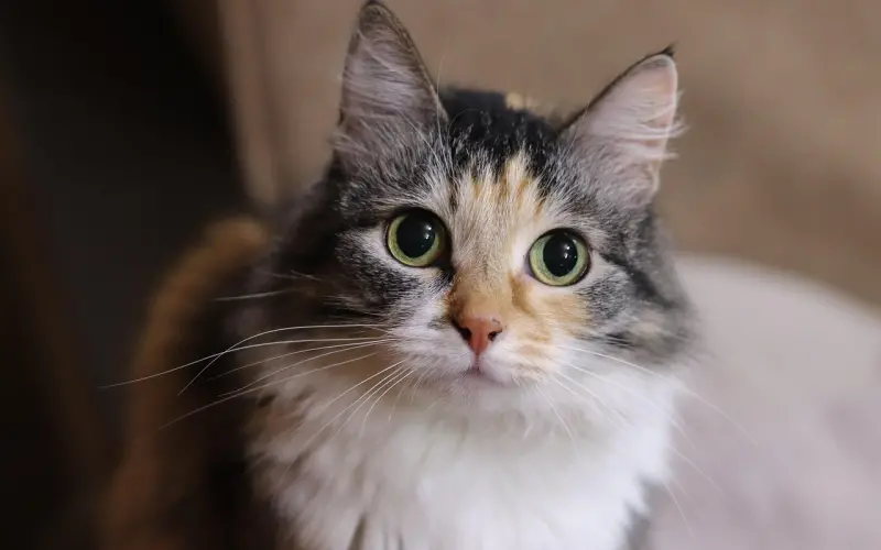 别错把喜欢当成爱（好文）