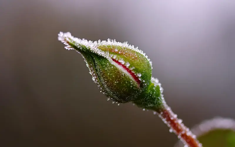 周公解梦：要是梦见了这4件东西，那就恭喜了，桃花运直线上升