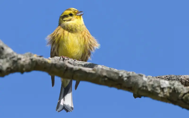 饺子，我只要实锤！——「全民情敌 · 27章」