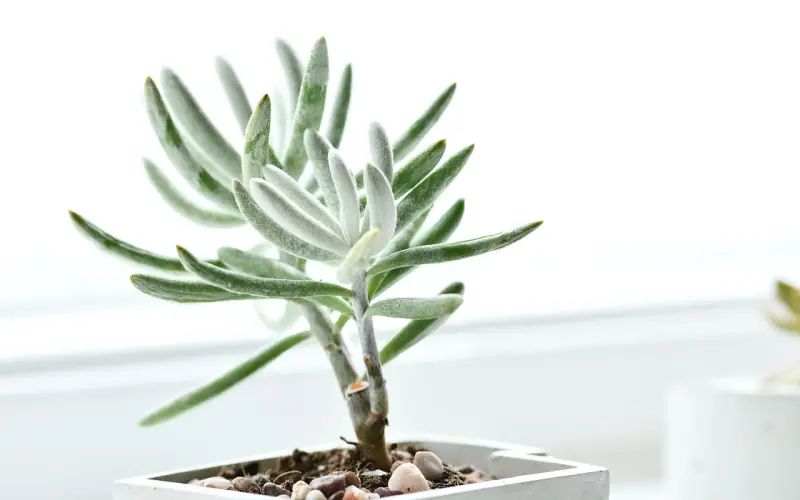 挽回中，如何打破定向思维的怪圈？让前任主动挽回你